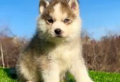 Pomsky-pomski (pomeranac + haski)
