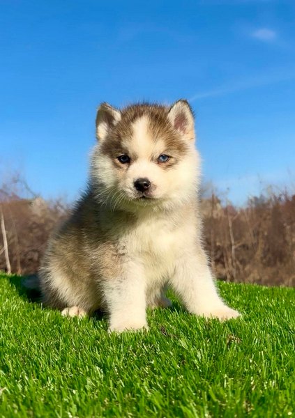 Pomsky-pomski (pomeranac + haski)