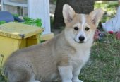 Velski korgi/Welsh Corgi Pembroke