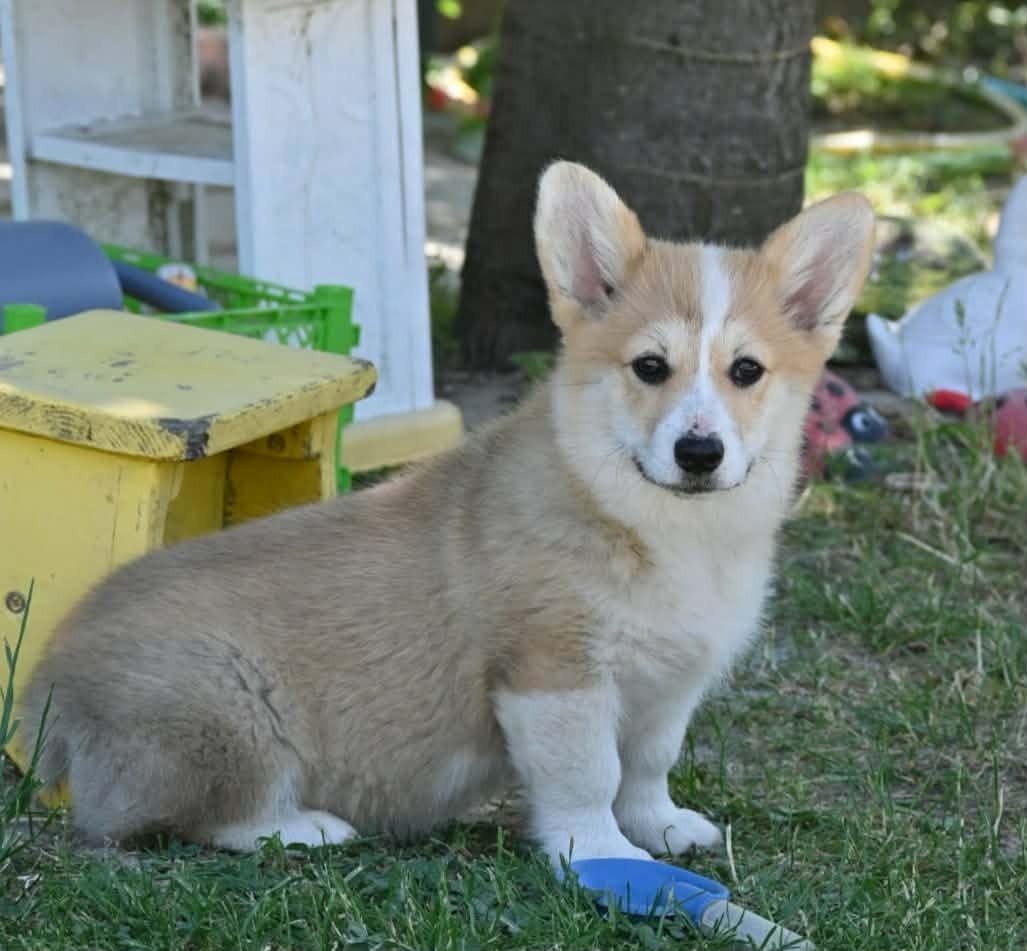 Velski korgi/Welsh Corgi Pembroke