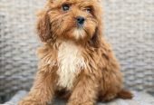 Cavapoo-Kavapu (cavalier king charles spaniel + pudla)