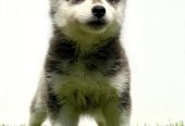 Pomsky-pomski (pomeranac + haski)