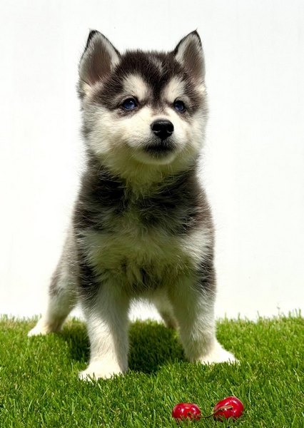Pomsky-pomski (pomeranac + haski)