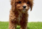 Cavapoo-Kavapu (cavalier king charles spaniel + pudla)