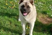 Američka akita, parenje