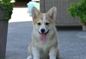 Velski korgi/Welsh Corgi Pembroke