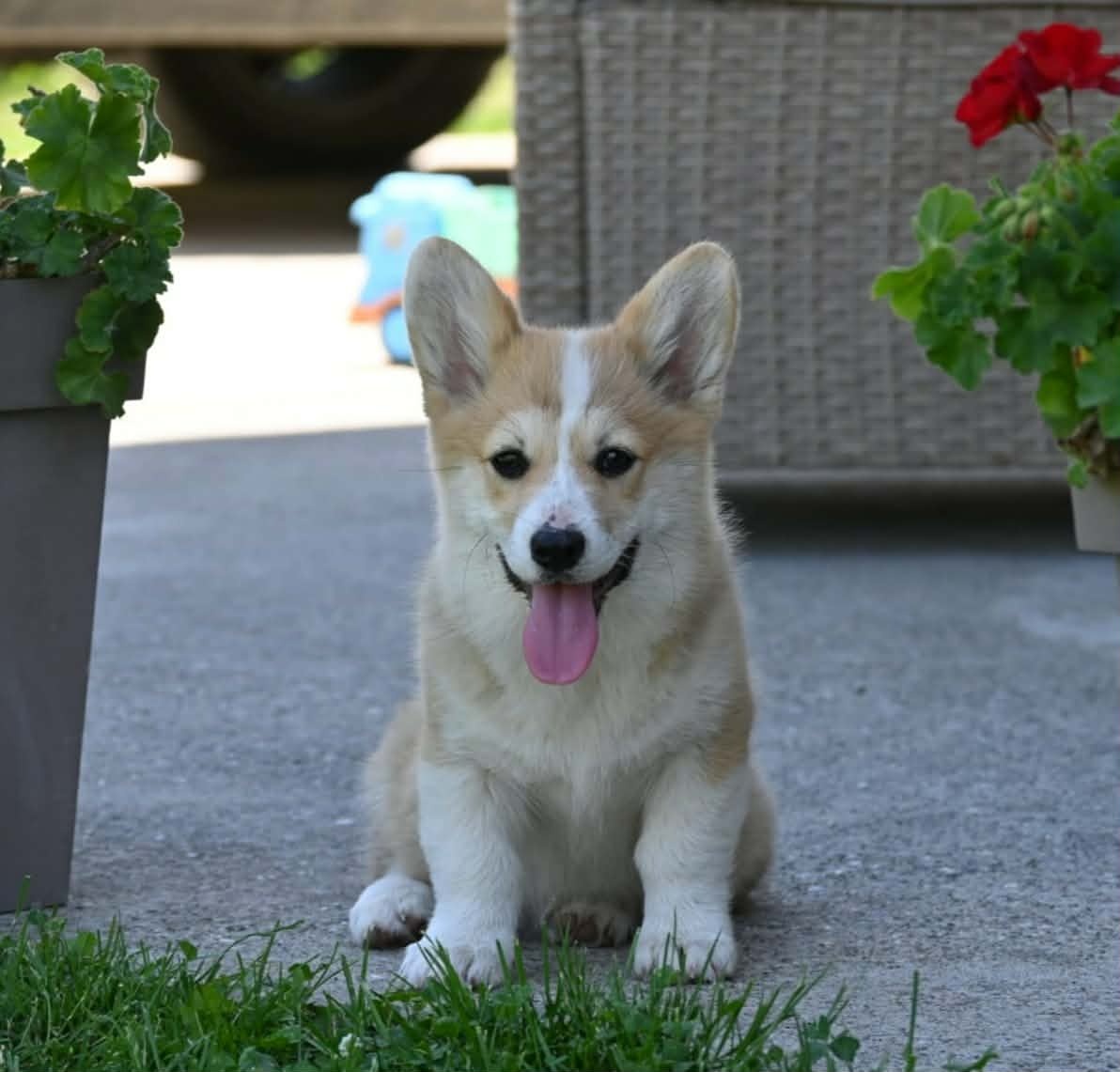 Velski korgi/Welsh Corgi Pembroke