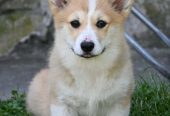Velski korgi/Welsh Corgi Pembroke