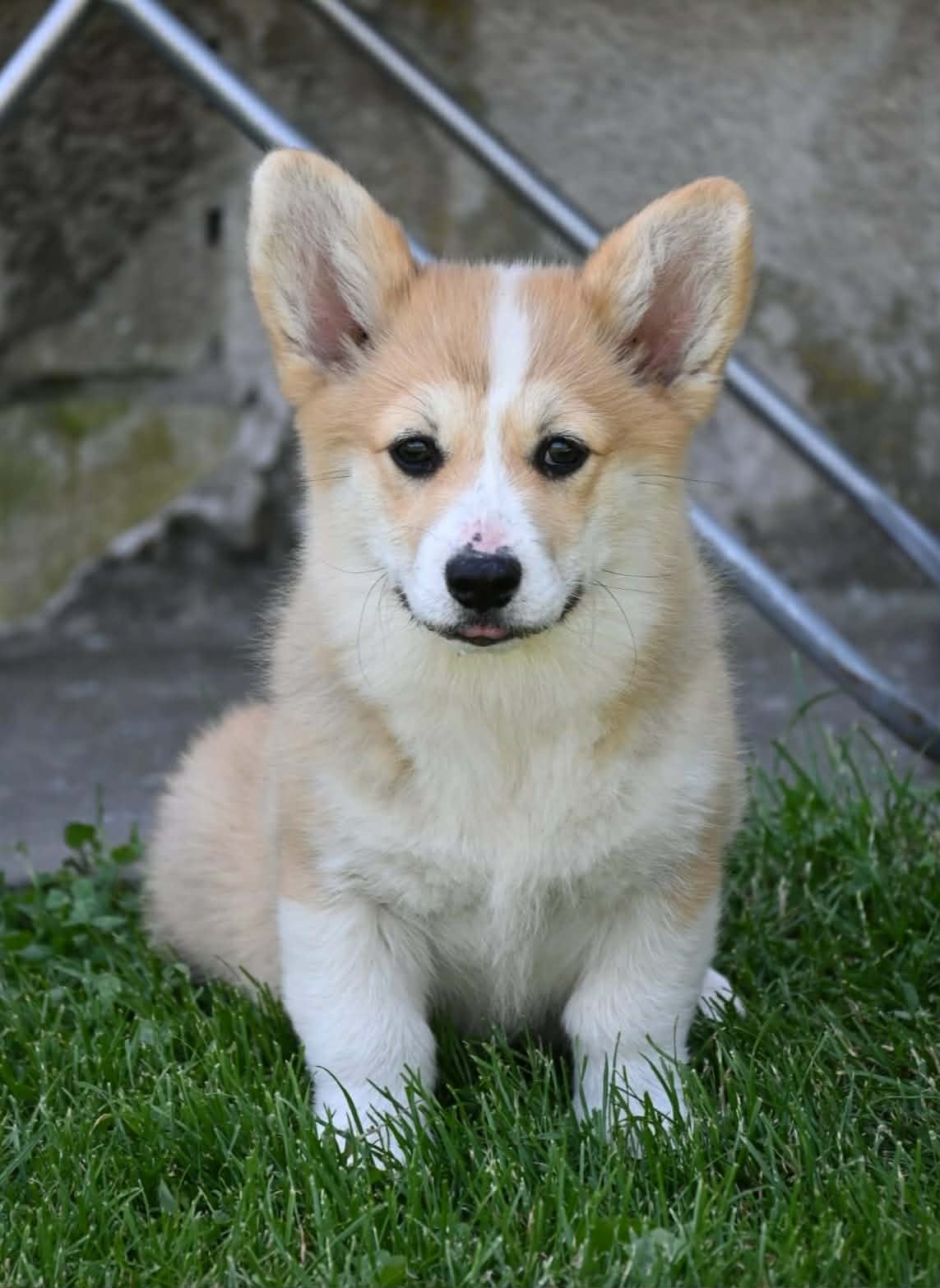 Velski korgi/Welsh Corgi Pembroke