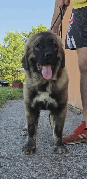 Kavkaski ovčar vrhunski štenci