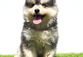 Pomsky-pomski (pomeranac + haski)