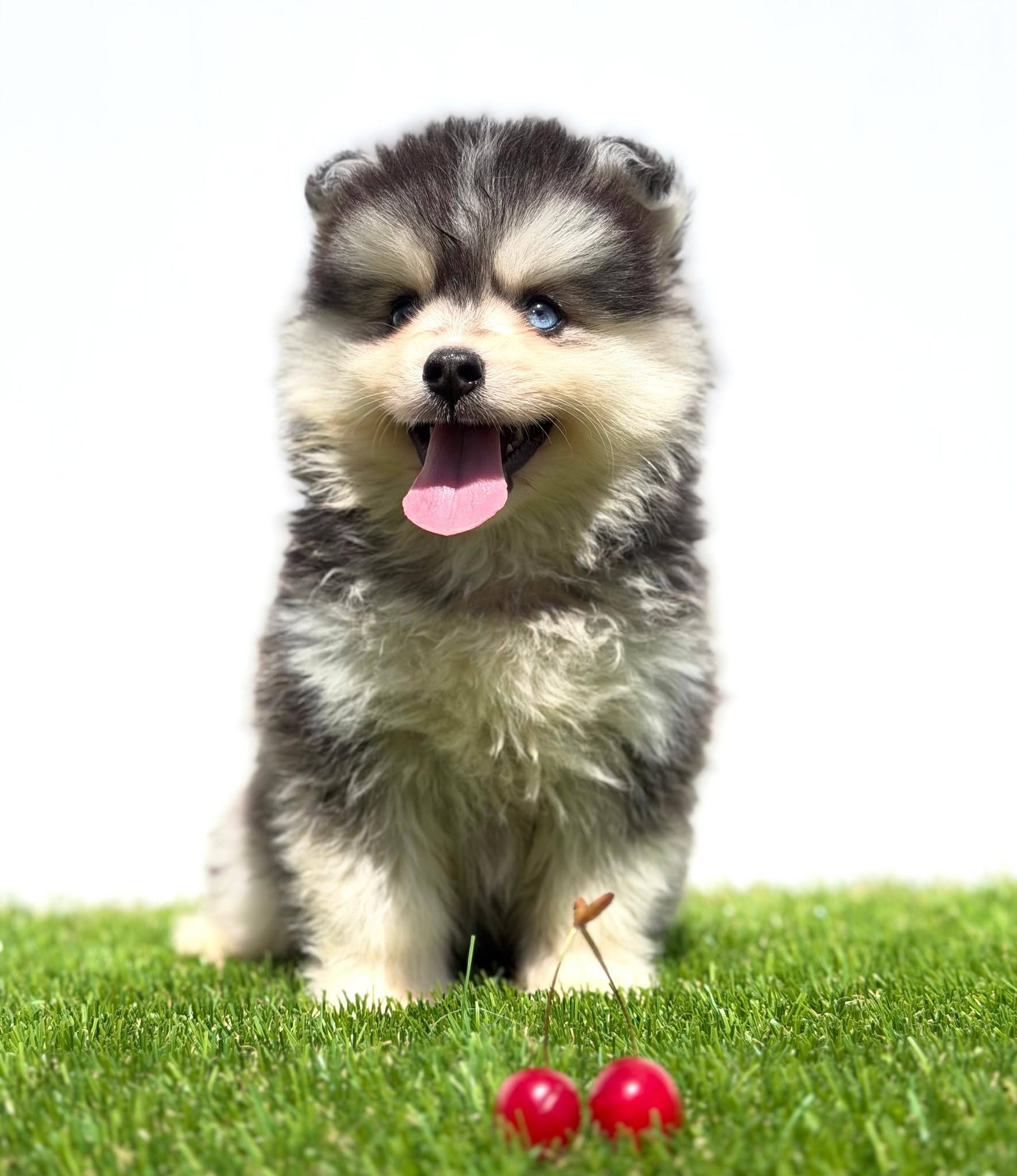 Pomsky-pomski (pomeranac + haski)