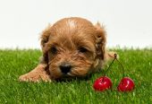 Cavapoo-Kavapu (cavalier king charles spaniel + pudla)
