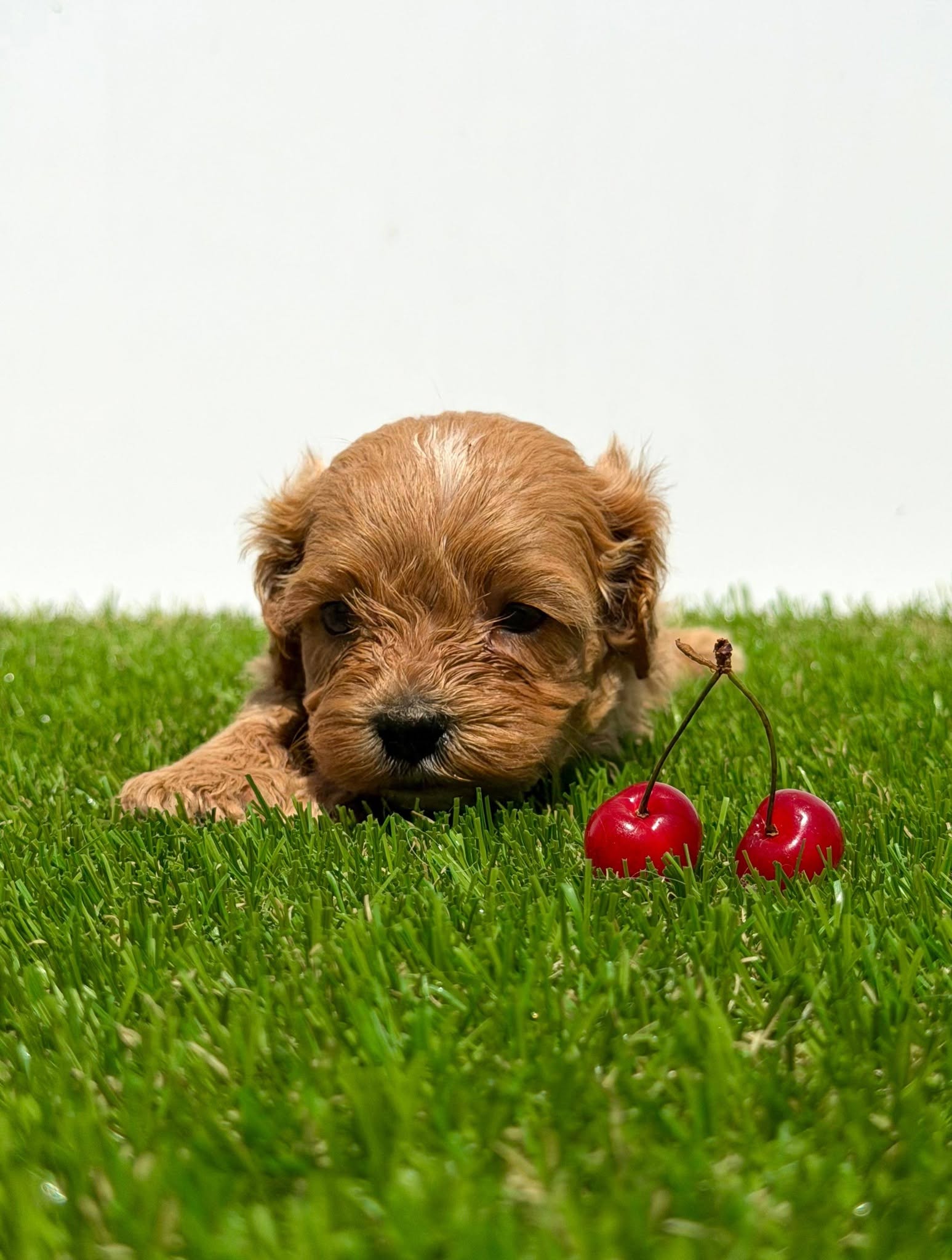 Cavapoo-Kavapu (cavalier king charles spaniel + pudla)