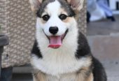 Velski korgi/Welsh Corgi Pembroke