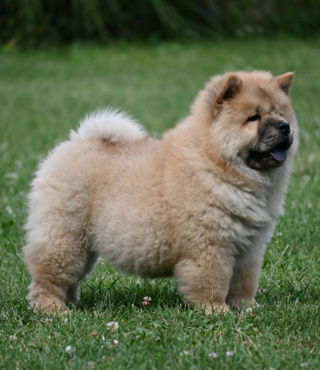 Chow Chow Cau Cau Čau Čau