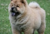 Chow Chow Cau Cau Čau Čau