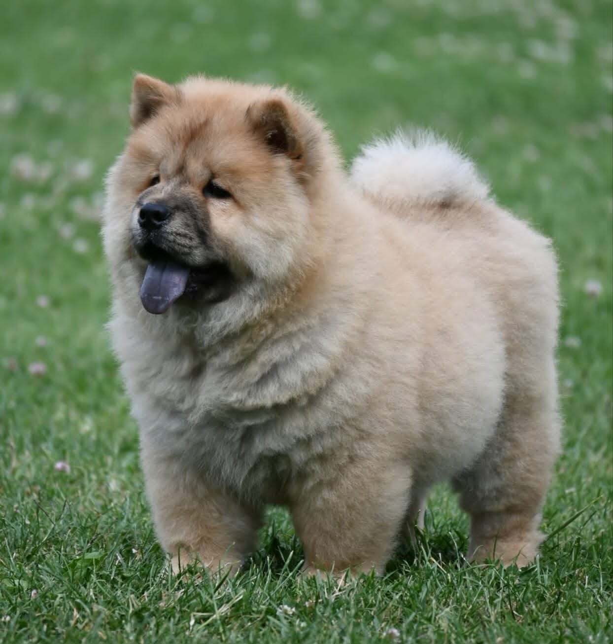 Chow Chow Cau Cau Čau Čau