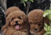Pudle i maltipoo, prelepi štenci