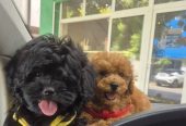 Pudle i maltipoo, prelepi štenci