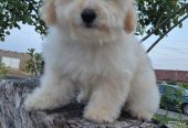 Pudle i maltipoo, prelepi štenci