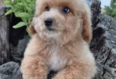 Pudle i maltipoo, prelepi štenci
