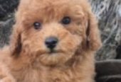 Pudle i maltipoo, prelepi štenci
