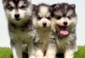 Pomsky-pomski (pomeranac + haski)
