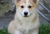 Velski korgi/Welsh Corgi Pembroke