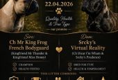Francuski buldog, štenci