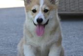 Velski korgi/Welsh Corgi Pembroke