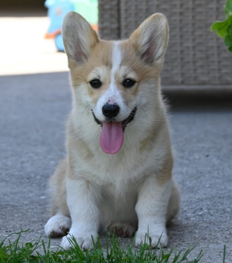 Velski korgi/Welsh Corgi Pembroke