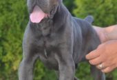 Cane Corso, vrhunski štenci