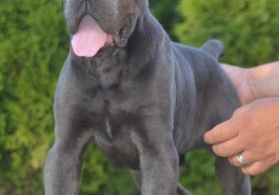 cane-corso-01