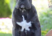 Cane Corso, vrhunski štenci