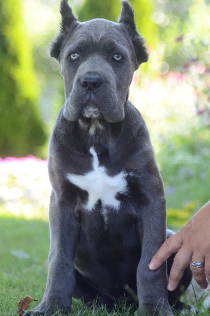 Cane Corso, vrhunski štenci