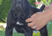 Cane Corso, vrhunski štenci