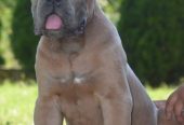 Cane Corso, vrhunski štenci