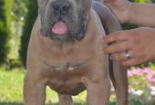 Cane Corso, vrhunski štenci