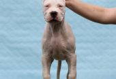 Legle dogo argentino štenaca