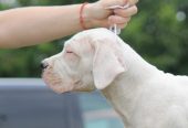Legle dogo argentino štenaca