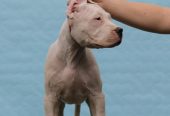 Legle dogo argentino štenaca