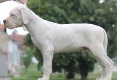 Legle dogo argentino štenaca