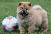 Chow Chow Cau Cau Čau Čau