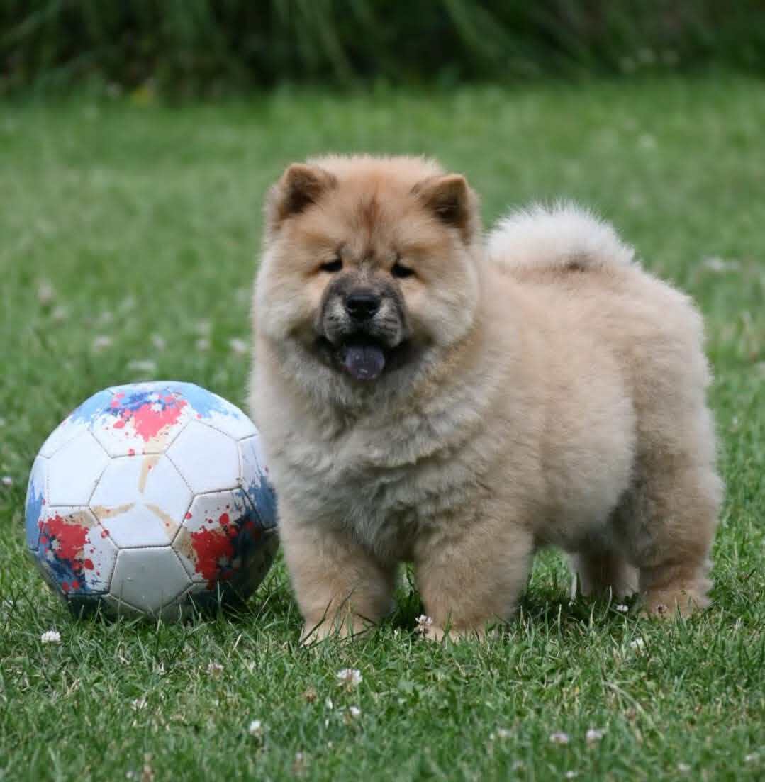 Chow Chow Cau Cau Čau Čau