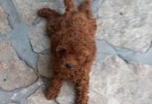 Crvena toy pudlica, žensko štene – staro 2,5 meseci