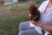Crvena toy pudlica, žensko štene – staro 2,5 meseci