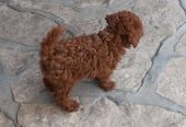 Crvena toy pudlica, žensko štene – staro 2,5 meseci