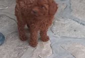 Crvena toy pudlica, žensko štene – staro 2,5 meseci