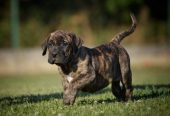 Na prodaju stenci Presa Canario